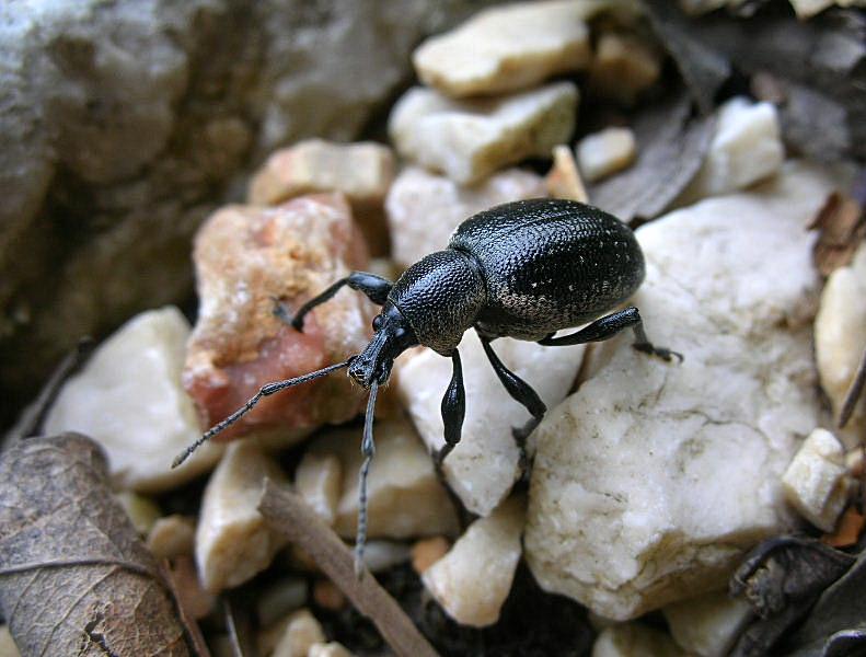 Una gitarella all''Altopiano di Caradeghe (Bs)